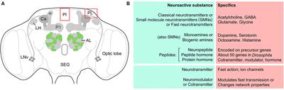 Substrates for Neuronal Cotransmission With Neuropeptides and Small Molecule Neurotransmitters in Drosophila